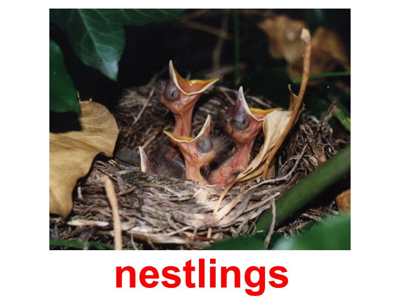 nestlings